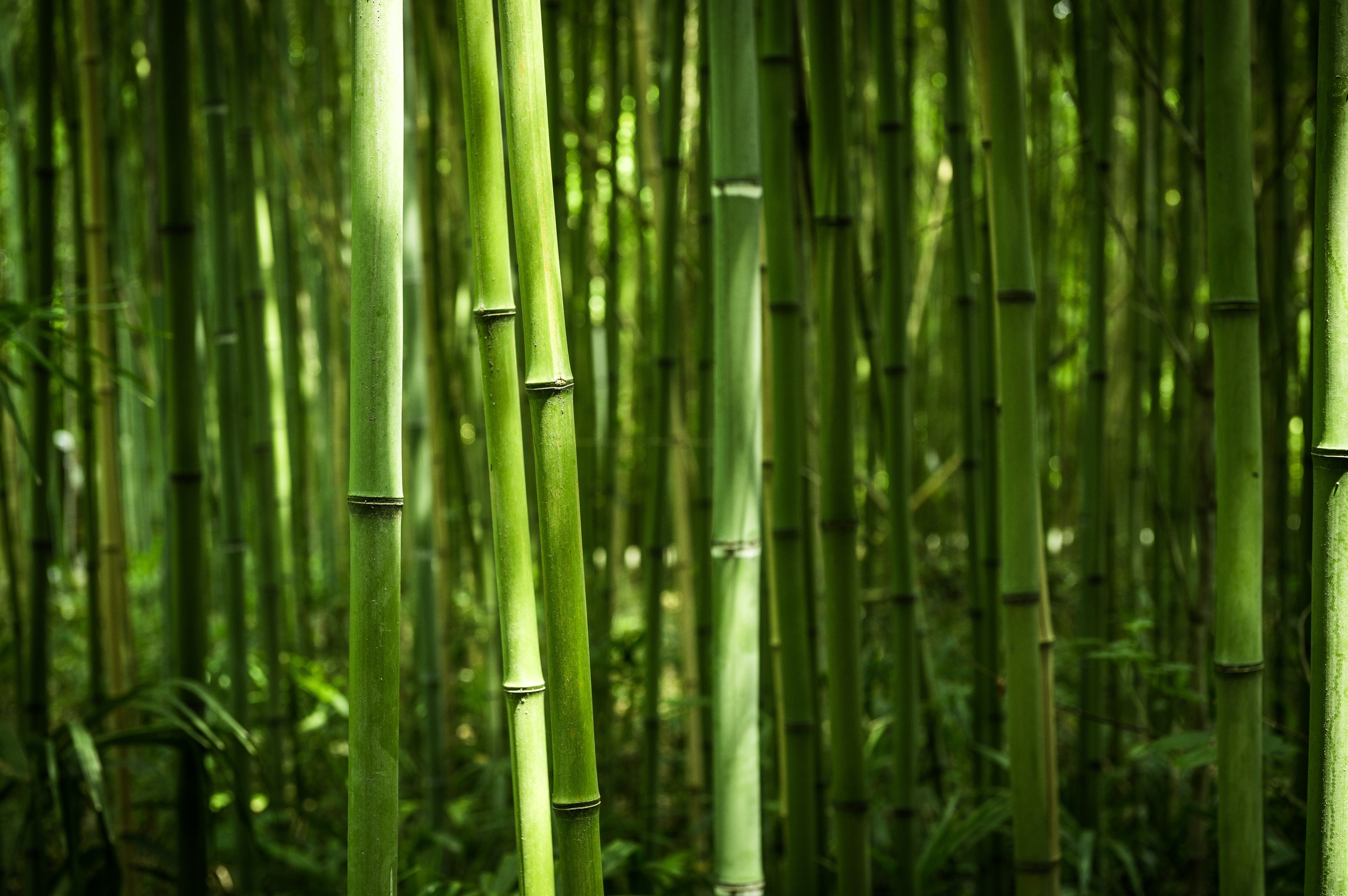 Is Bamboo a Good Material for Sunglasses? - Timber Tints